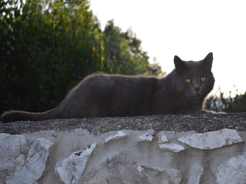 Villa Rinascimento Depandance Lukka Zewnętrze zdjęcie